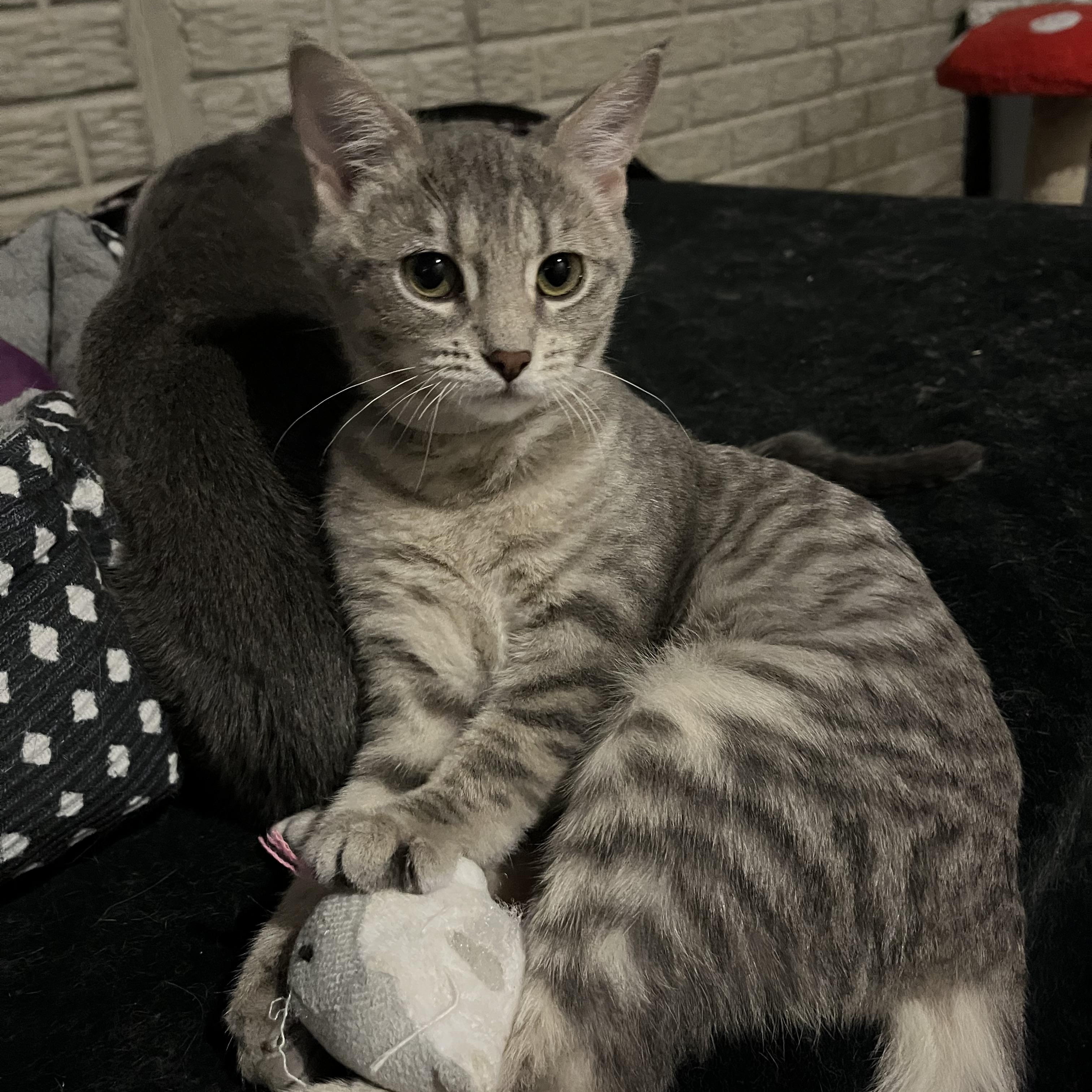 Enlarge Sweet Pea, a Adoptable Domestic Short Hair in Lake Geneva, WI image 4/6