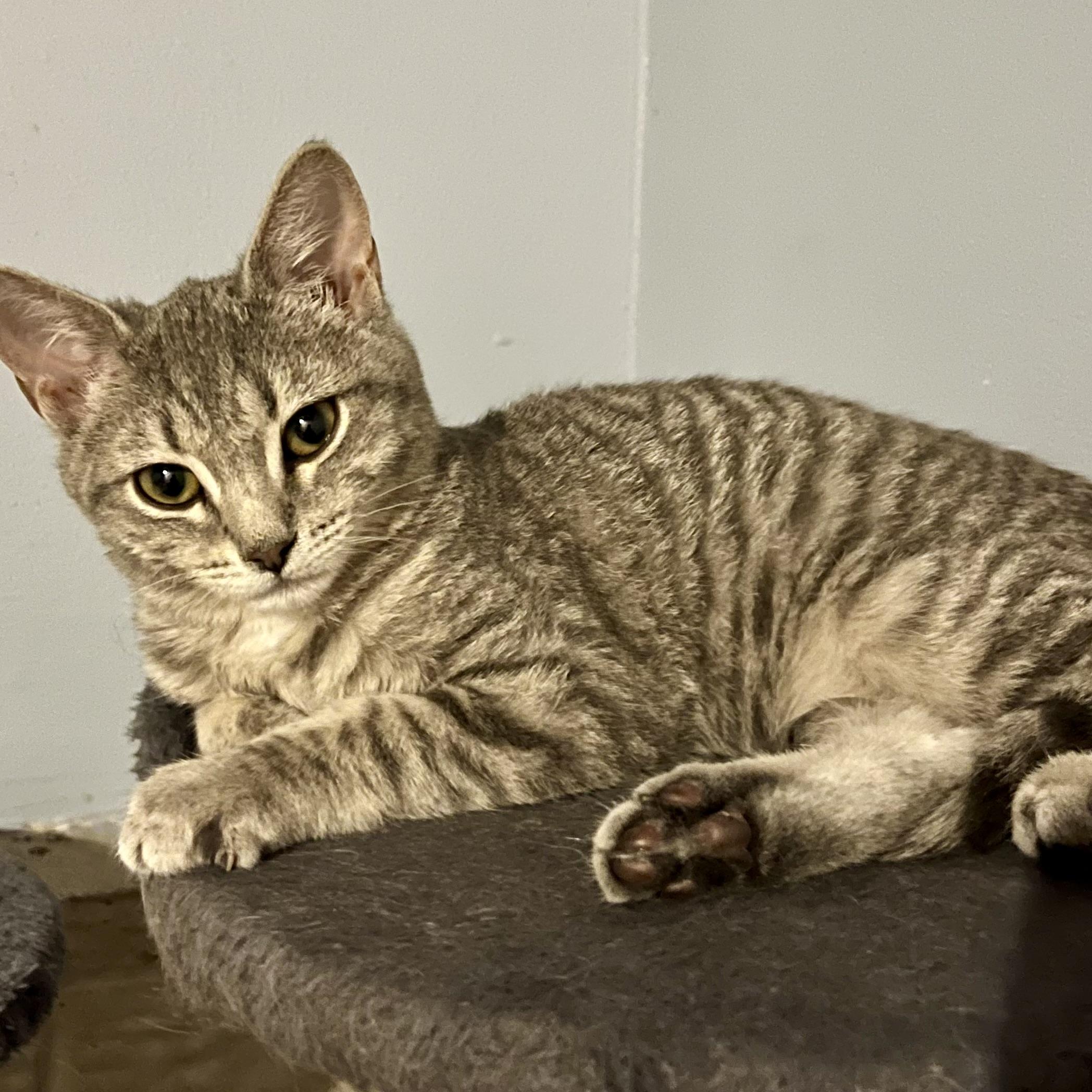 Enlarge Sweet Pea, a Adoptable Domestic Short Hair in Lake Geneva, WI image 6/6