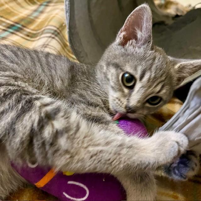 Sweet Pea, Adoptable, Kitten Female Domestic Short Hair.