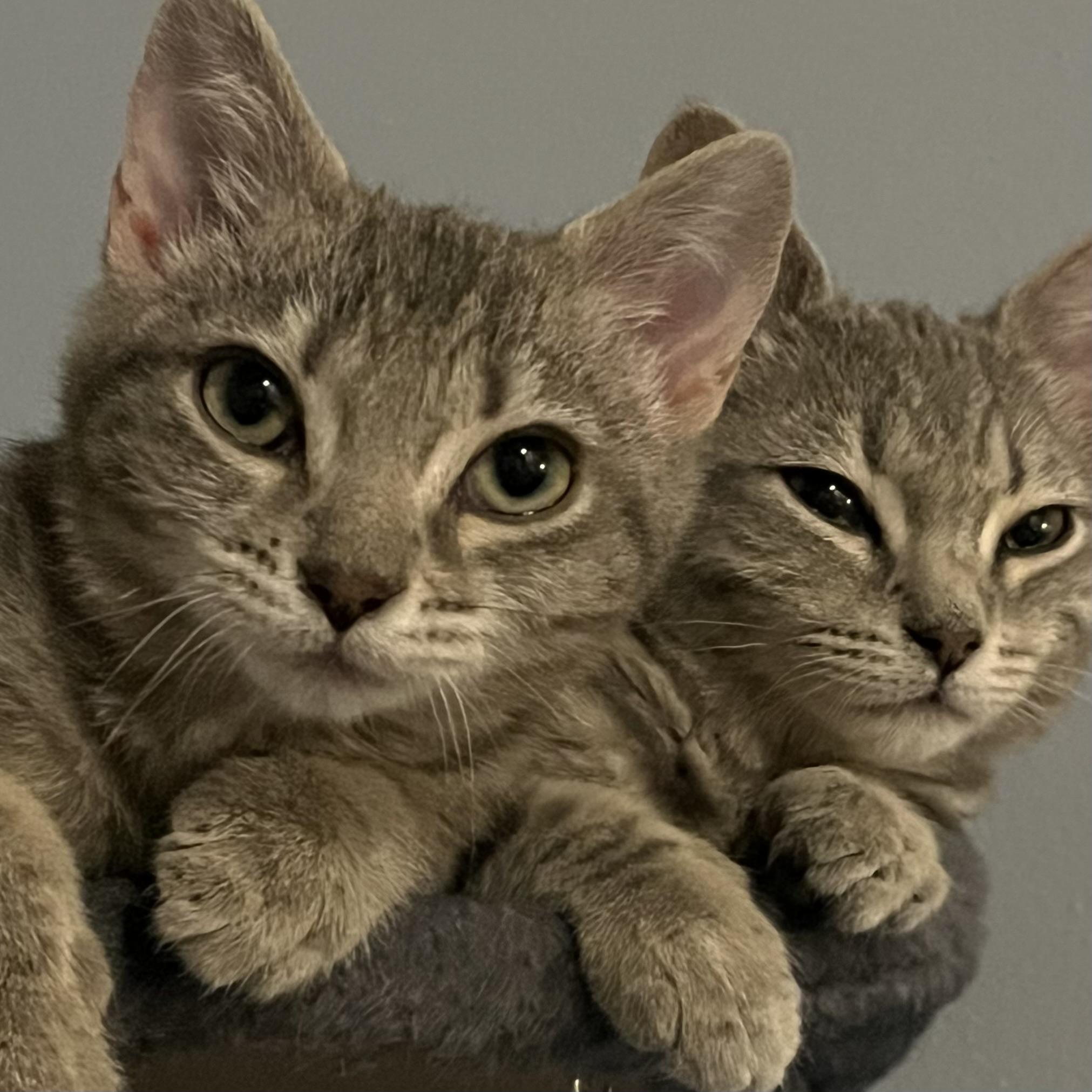 Enlarge Sweet Pea, a Adoptable Domestic Short Hair in Lake Geneva, WI image 5/6