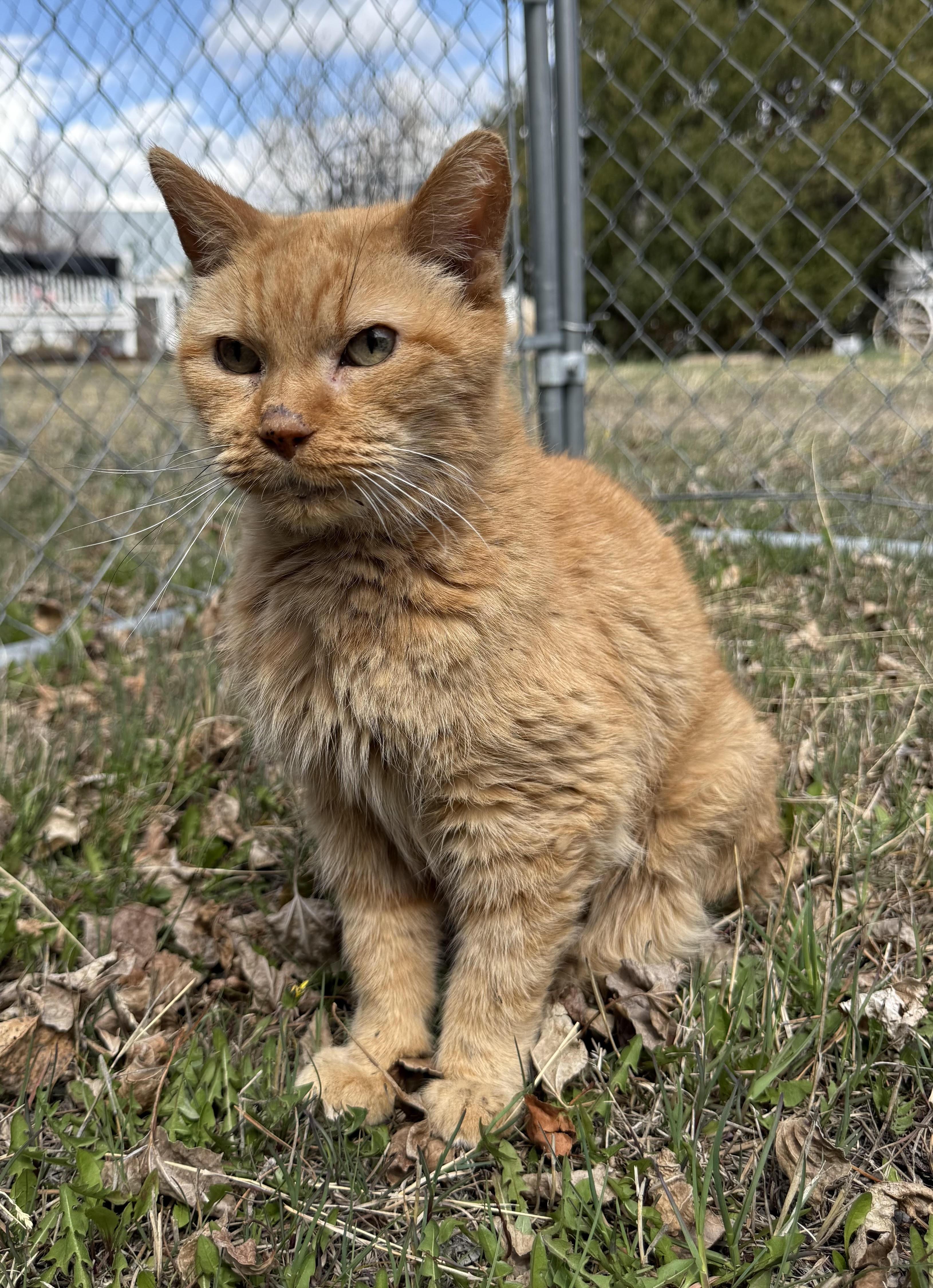 Auggie, Senior Male Domestic Short Hair