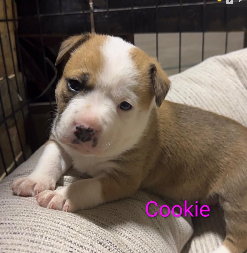 Enlarge Cookie, a Adopted German Shepherd Dog in Richland Hills, TX image 1/1