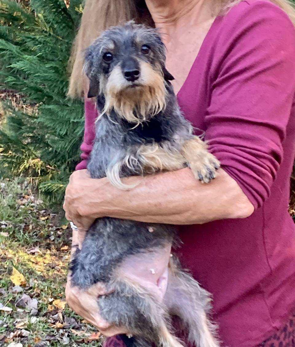 Enlarge Joan, a Adopted Miniature Schnauzer in Hillsborough, NJ image 1/2