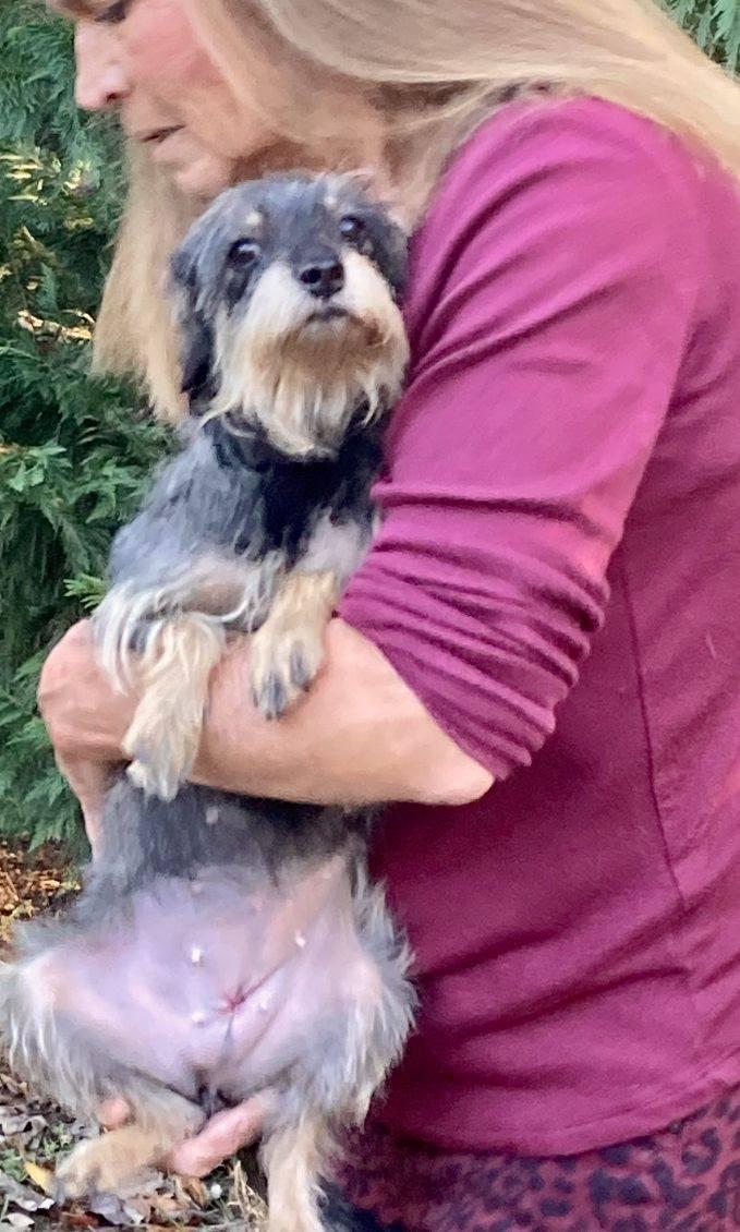 Enlarge Joan, a Adopted Miniature Schnauzer in Hillsborough, NJ image 2/2