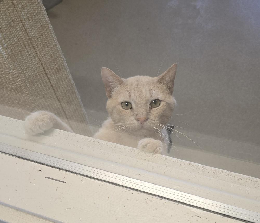 Enlarge Claude, a Adoptable Domestic Short Hair in Dickson, TN image 2/3