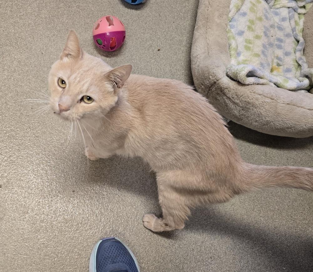 Enlarge Claude, a Adoptable Domestic Short Hair in Dickson, TN image 3/3