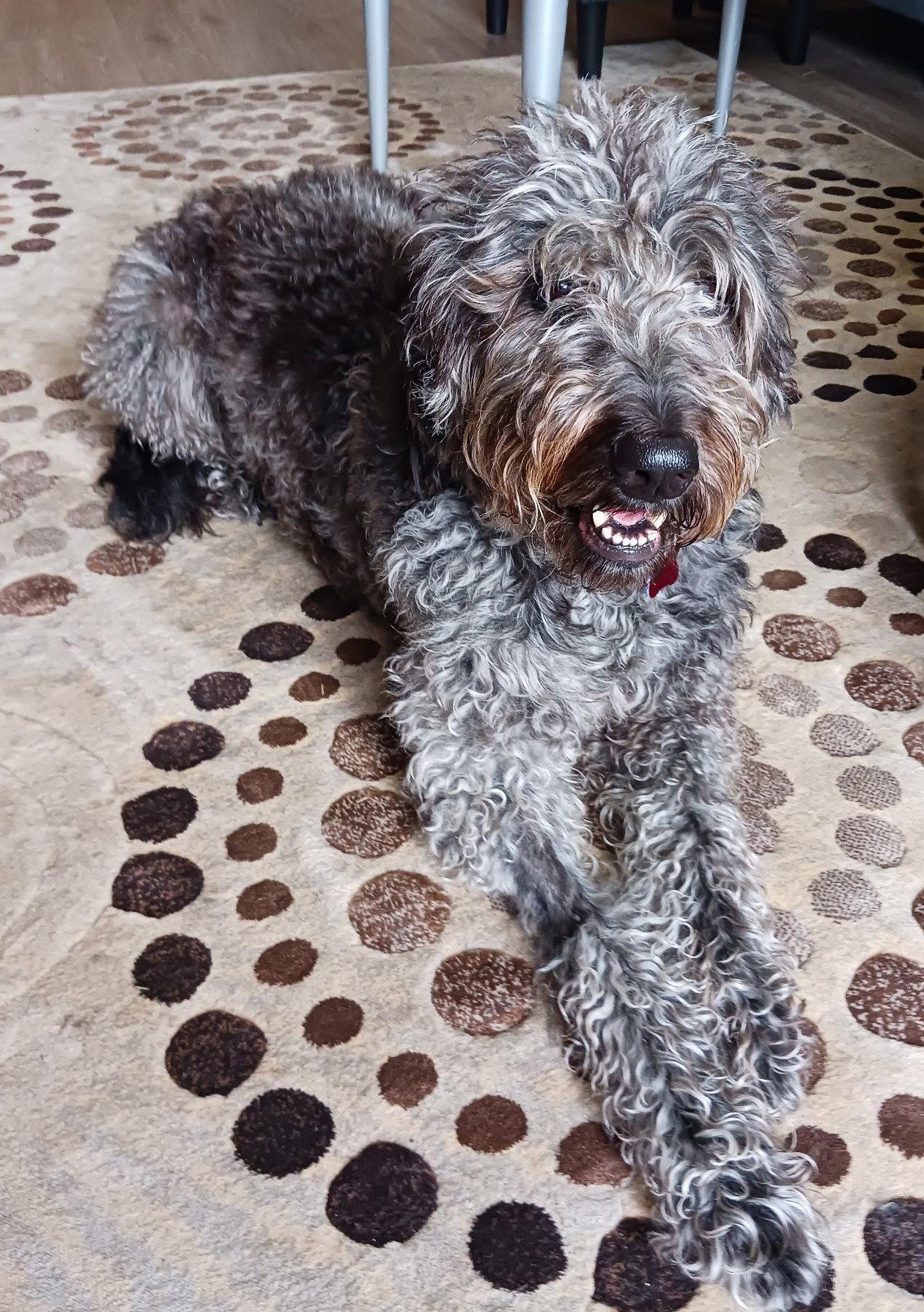 Louna, Adoptable, Adult Female Standard Poodle & Labrador Retriever.