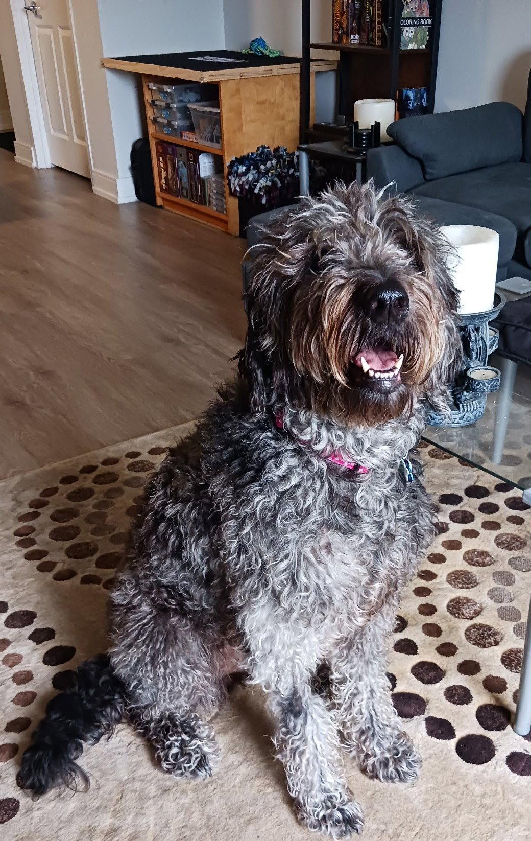 Louna, a Adoptable mixed breed in London, ON image 2/3