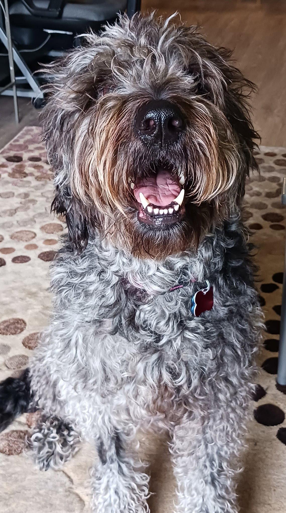 Louna, a Adoptable mixed breed in London, ON image 3/3