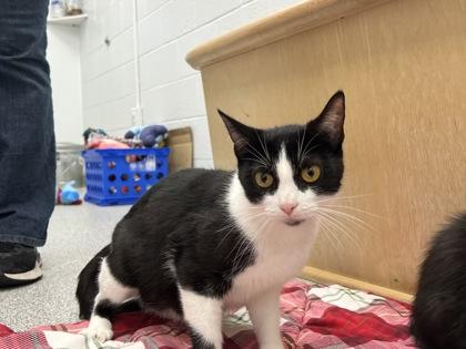 Tux, Adoptable, Adult Female Domestic Short Hair & Domestic Short Hair.