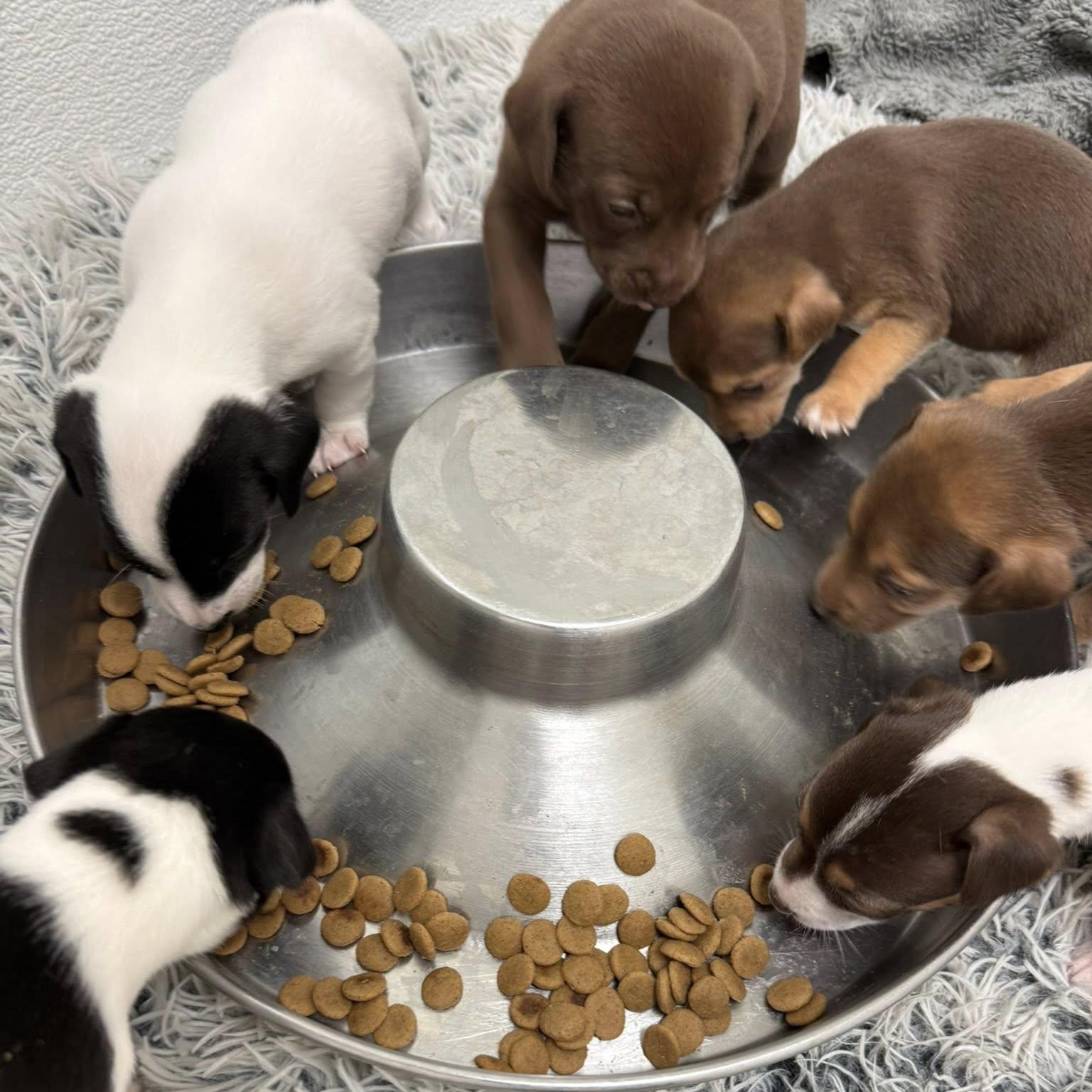 Enlarge Mikayla, a Adoptable mixed breed in Nanuet, NY image 6/6