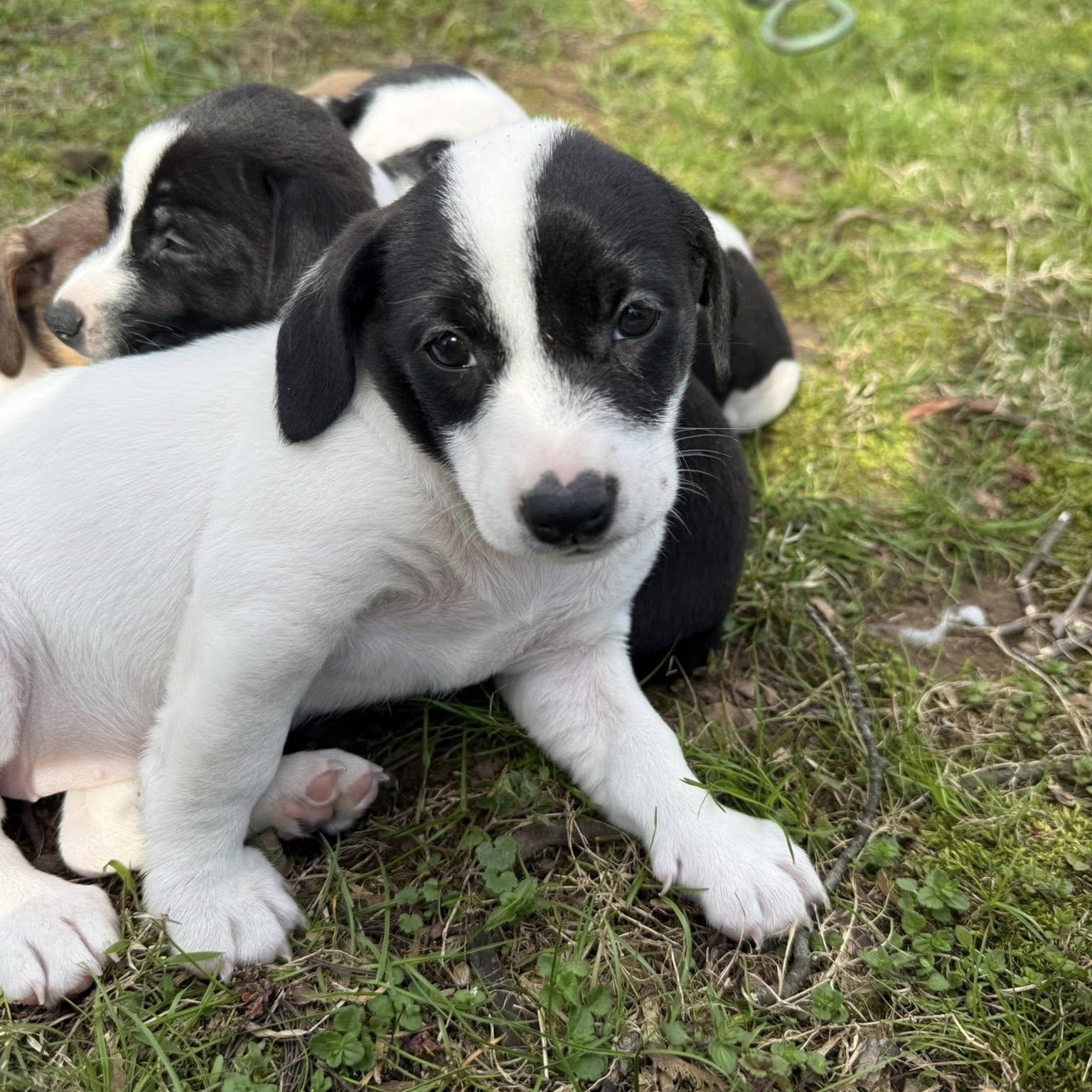 Enlarge Mikayla, a Adoptable mixed breed in Nanuet, NY image 4/6