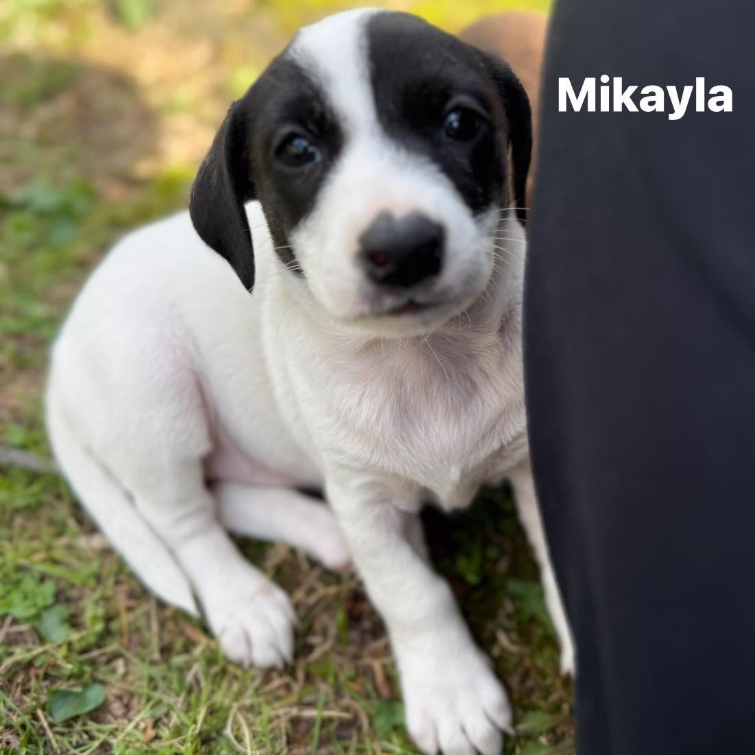 Enlarge Mikayla, a Adoptable mixed breed in Nanuet, NY image 1/6