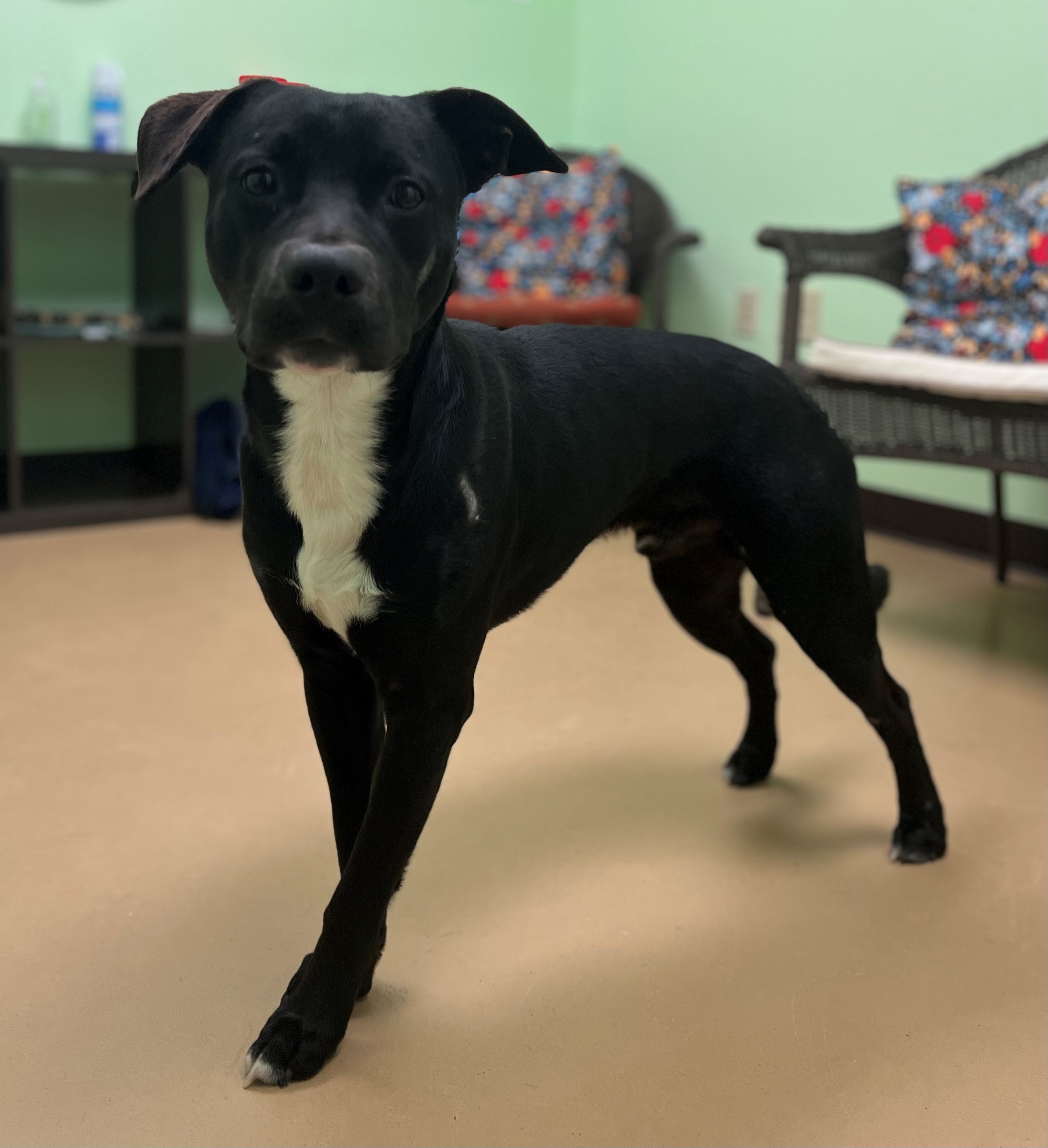 Dog for adoption Starling, a Retriever Mix in Xenia , OH Petfinder