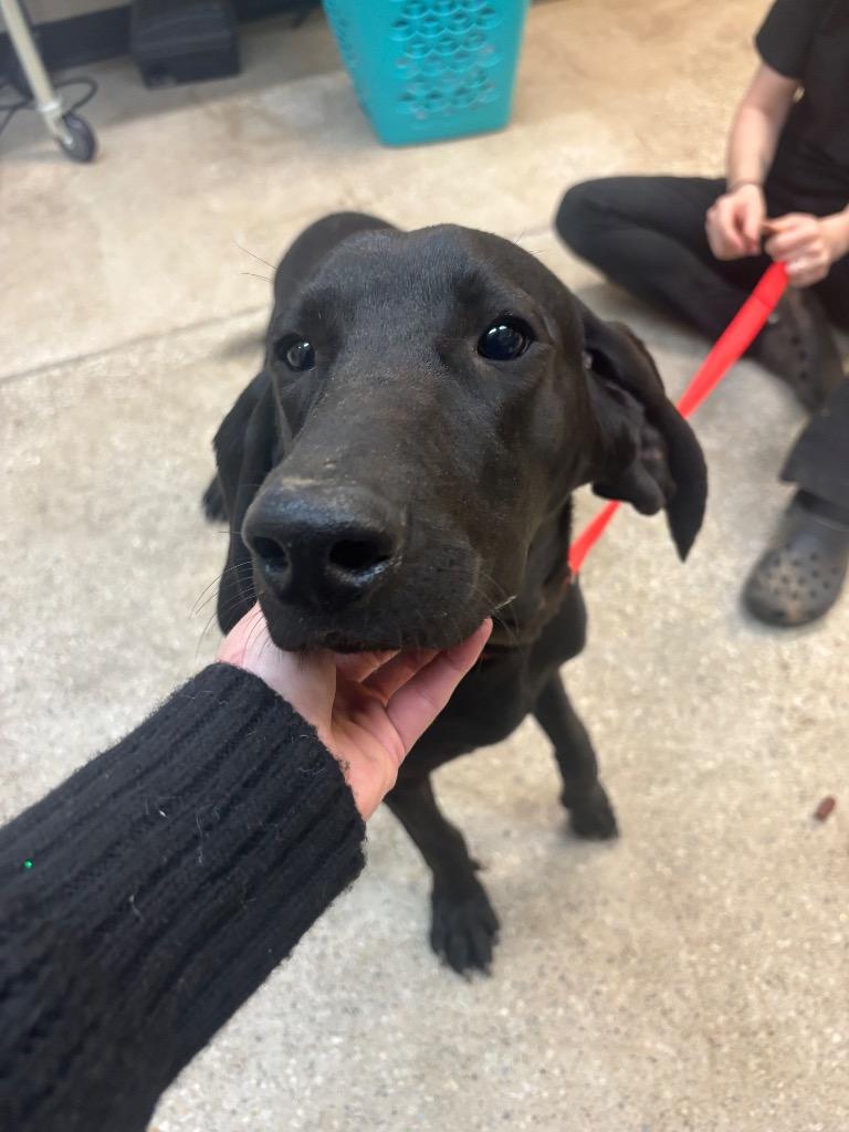 Enlarge Stoney, a Adoptable Plott Hound in Burnsville, NC image 1/1