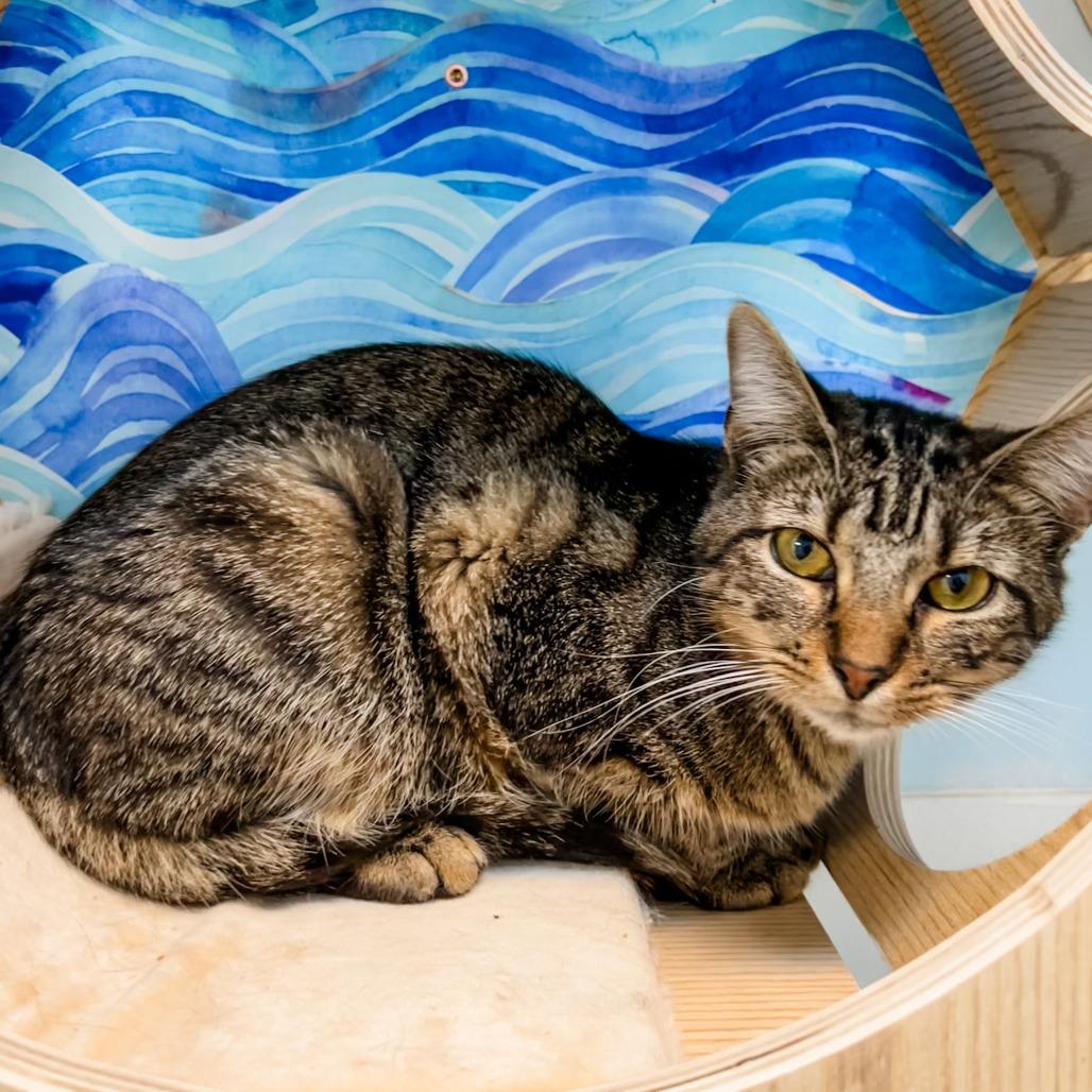 Eliza, a Adoptable mixed breed in Winchester, TN image 2/2