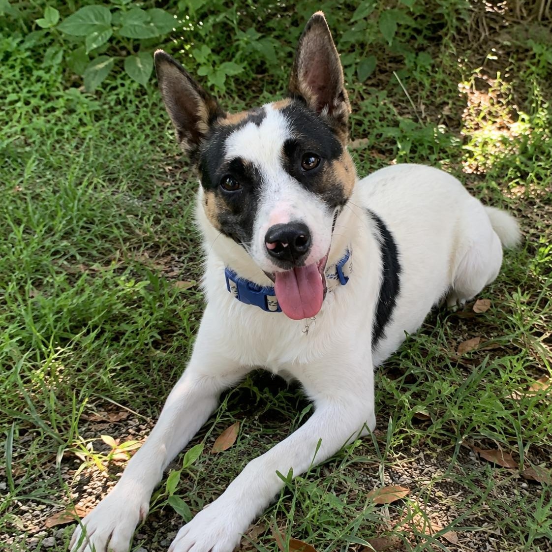 Enlarge Spritz, a ADOPTABLE mixed breed in Encinitas, CA image 1/6