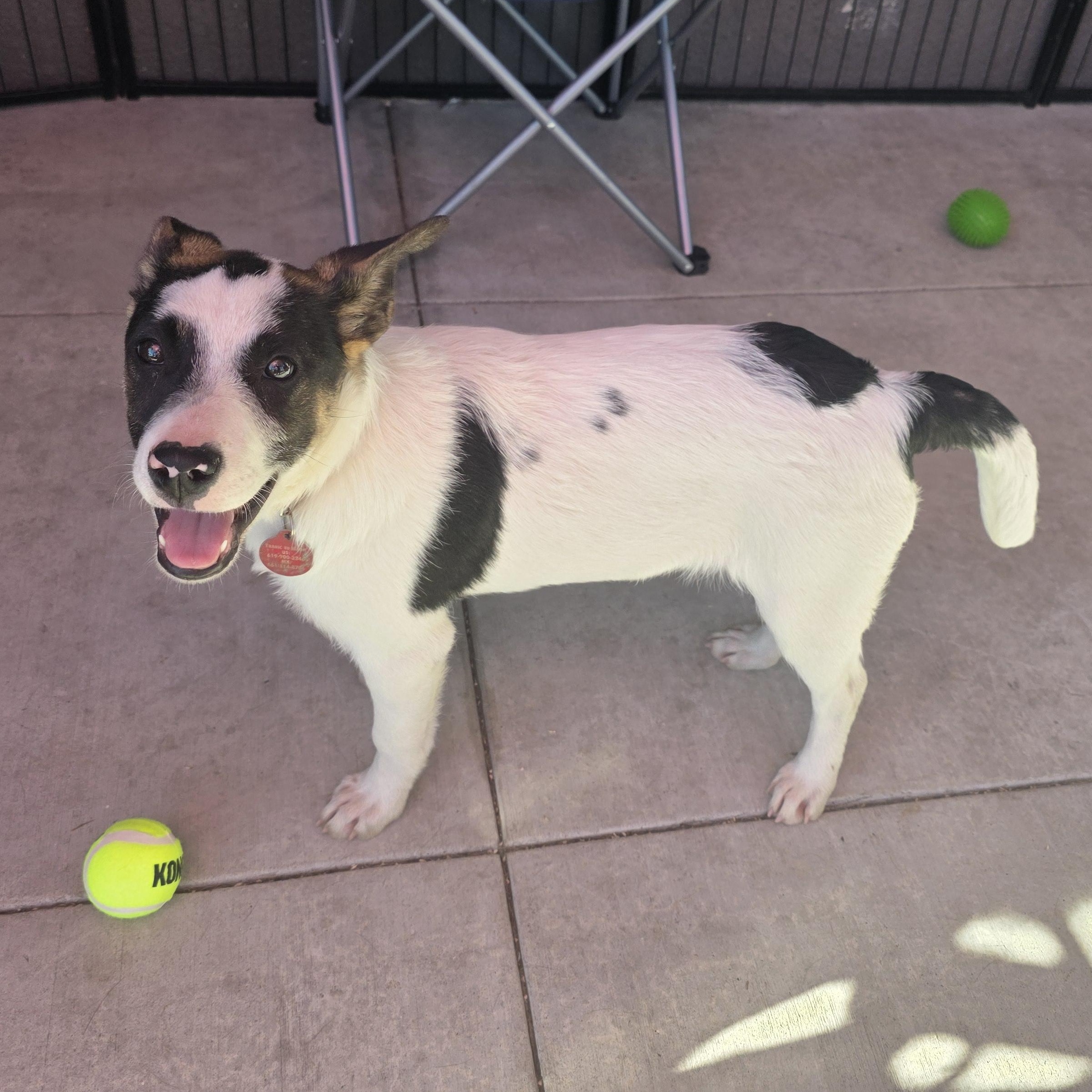 Enlarge Spritz, a ADOPTABLE mixed breed in Encinitas, CA image 6/6