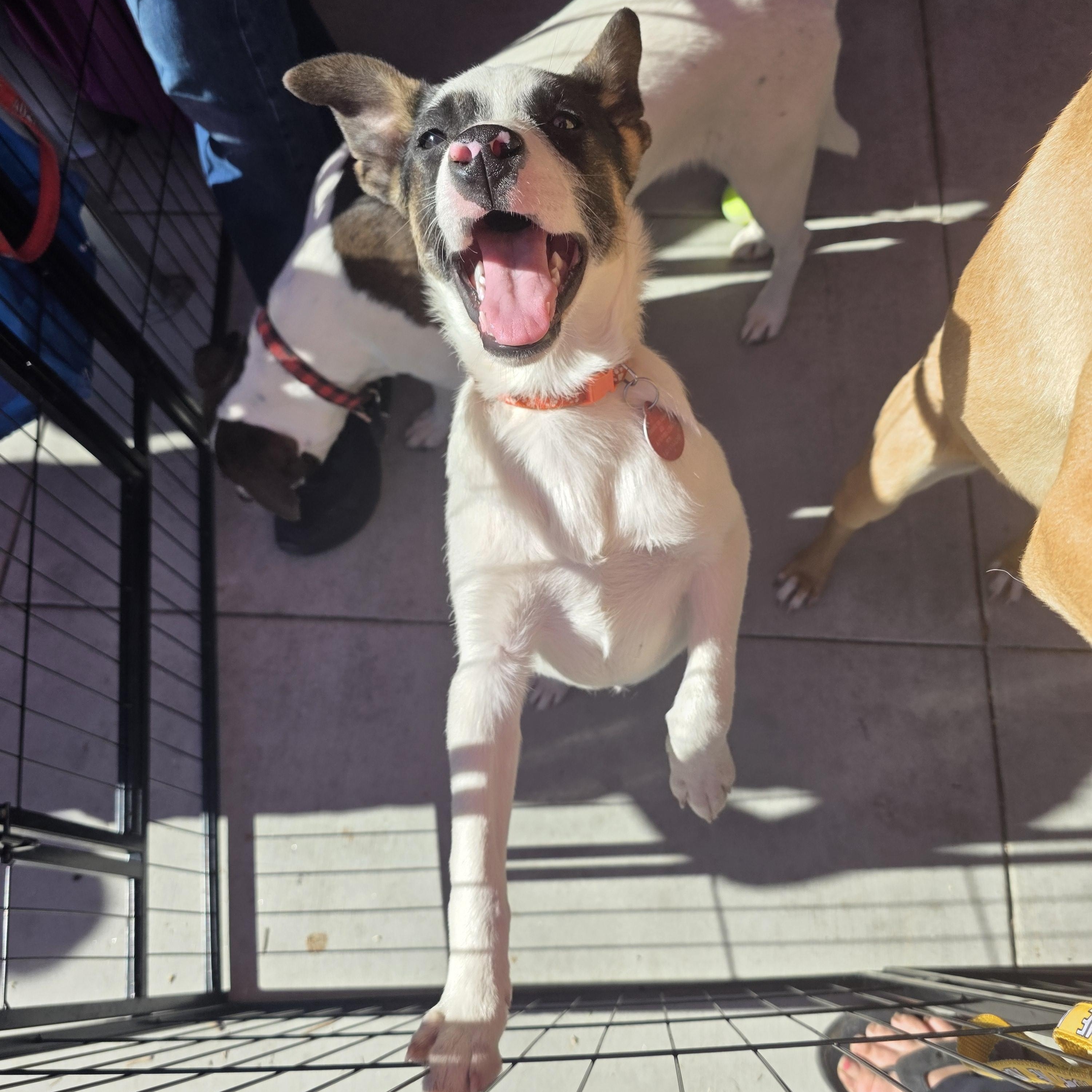 Enlarge Spritz, a ADOPTABLE mixed breed in Encinitas, CA image 5/6