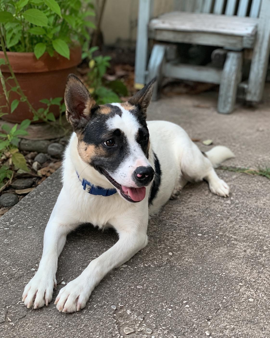 Enlarge Spritz, a ADOPTABLE mixed breed in Encinitas, CA image 4/6