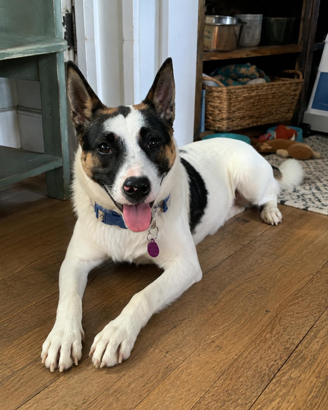 Enlarge Spritz, a ADOPTABLE mixed breed in Encinitas, CA image 3/6