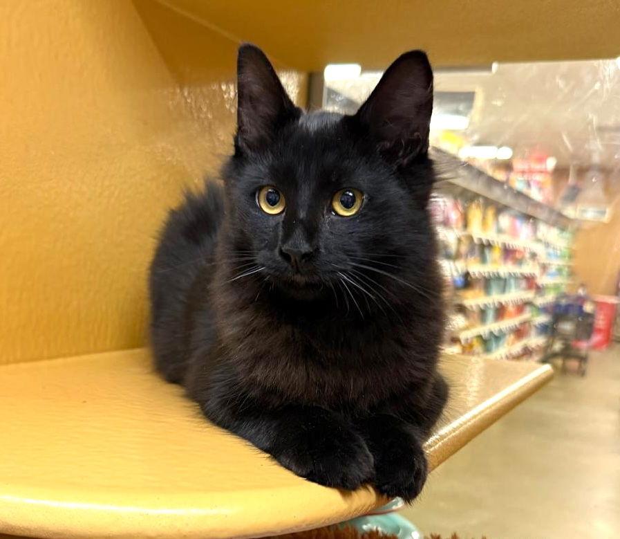 Annabelle and Tickety-Boo