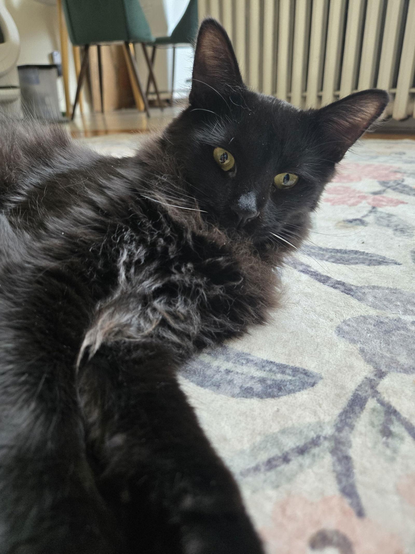 Annabelle and Tickety-Boo, Adoptable, Young Female Bombay.