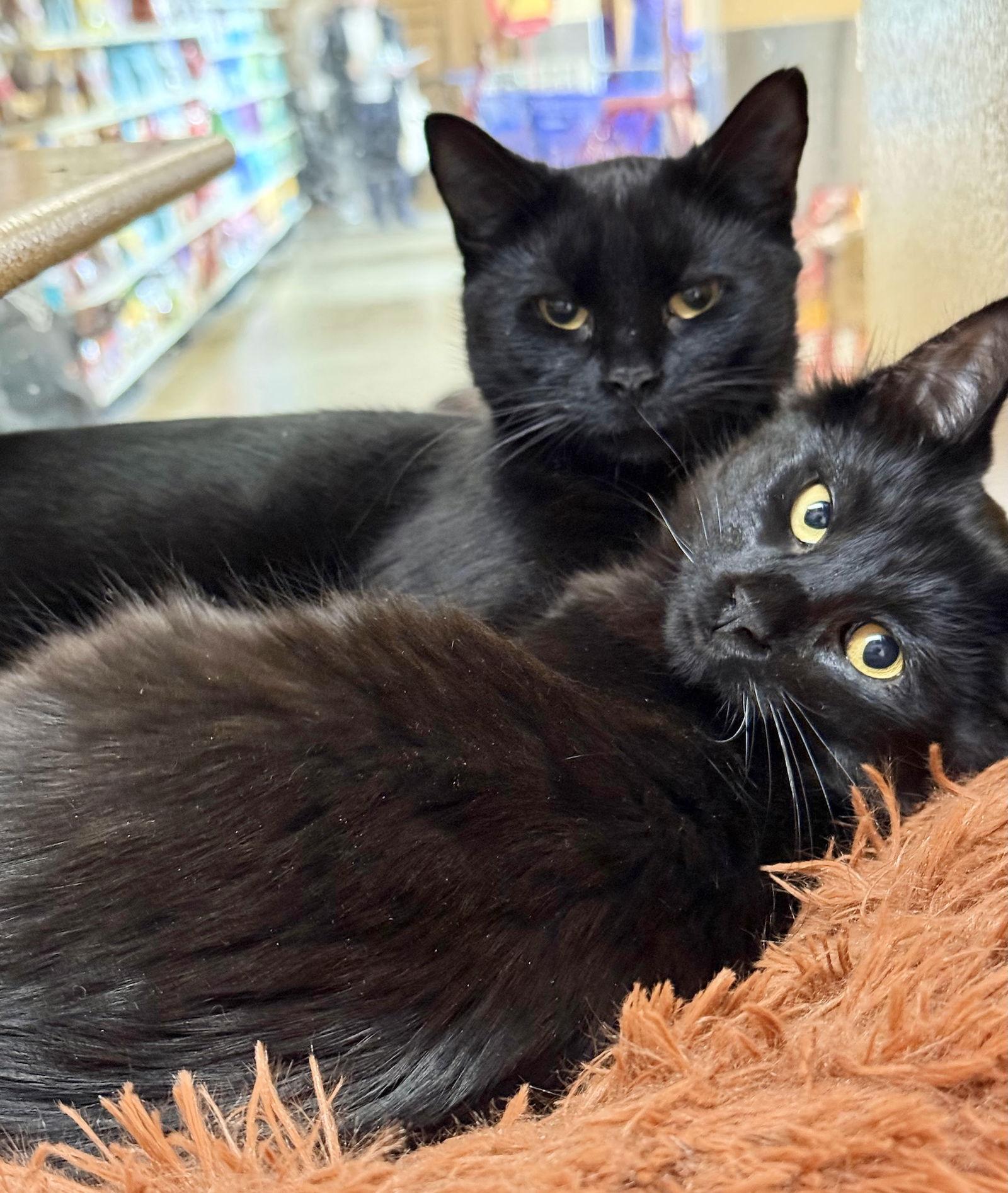 Enlarge Annabelle and Tickety-Boo, a Adoptable Bombay in Brooklyn, NY image 2/3