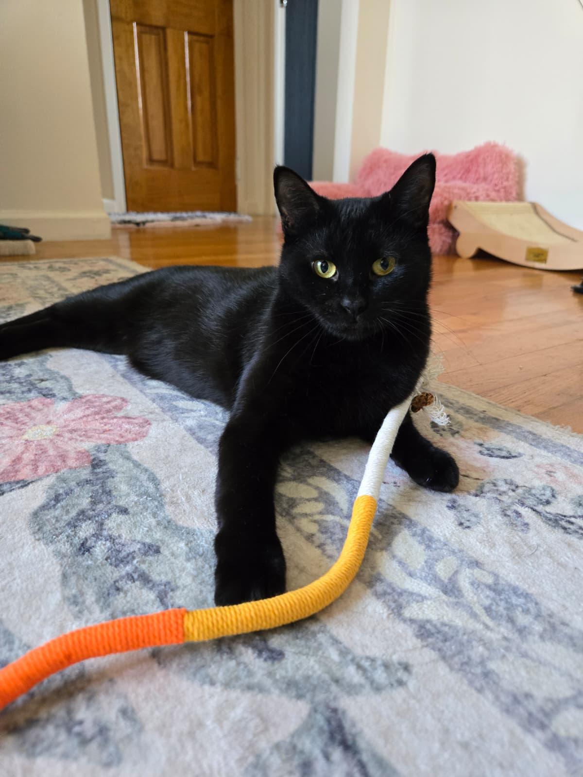 Enlarge Annabelle and Tickety-Boo, a Adoptable Bombay in Brooklyn, NY image 3/3