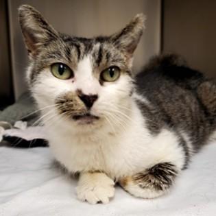 Enlarge Henson, a Adoptable Domestic Short Hair in Phoenixville, PA image 3/4