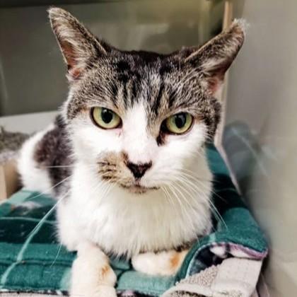 Enlarge Henson, a Adoptable Domestic Short Hair in Phoenixville, PA image 2/4