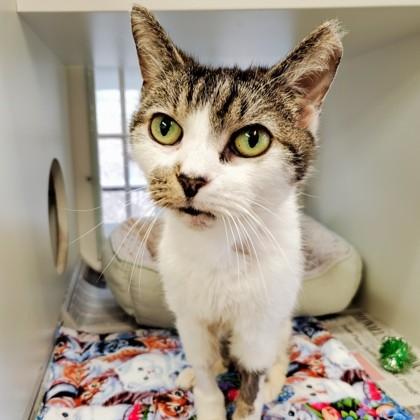 Henson, Adoptable, Senior Male Domestic Short Hair.