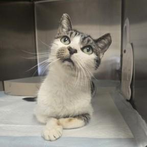 Enlarge Henson, a Adoptable Domestic Short Hair in Phoenixville, PA image 4/4