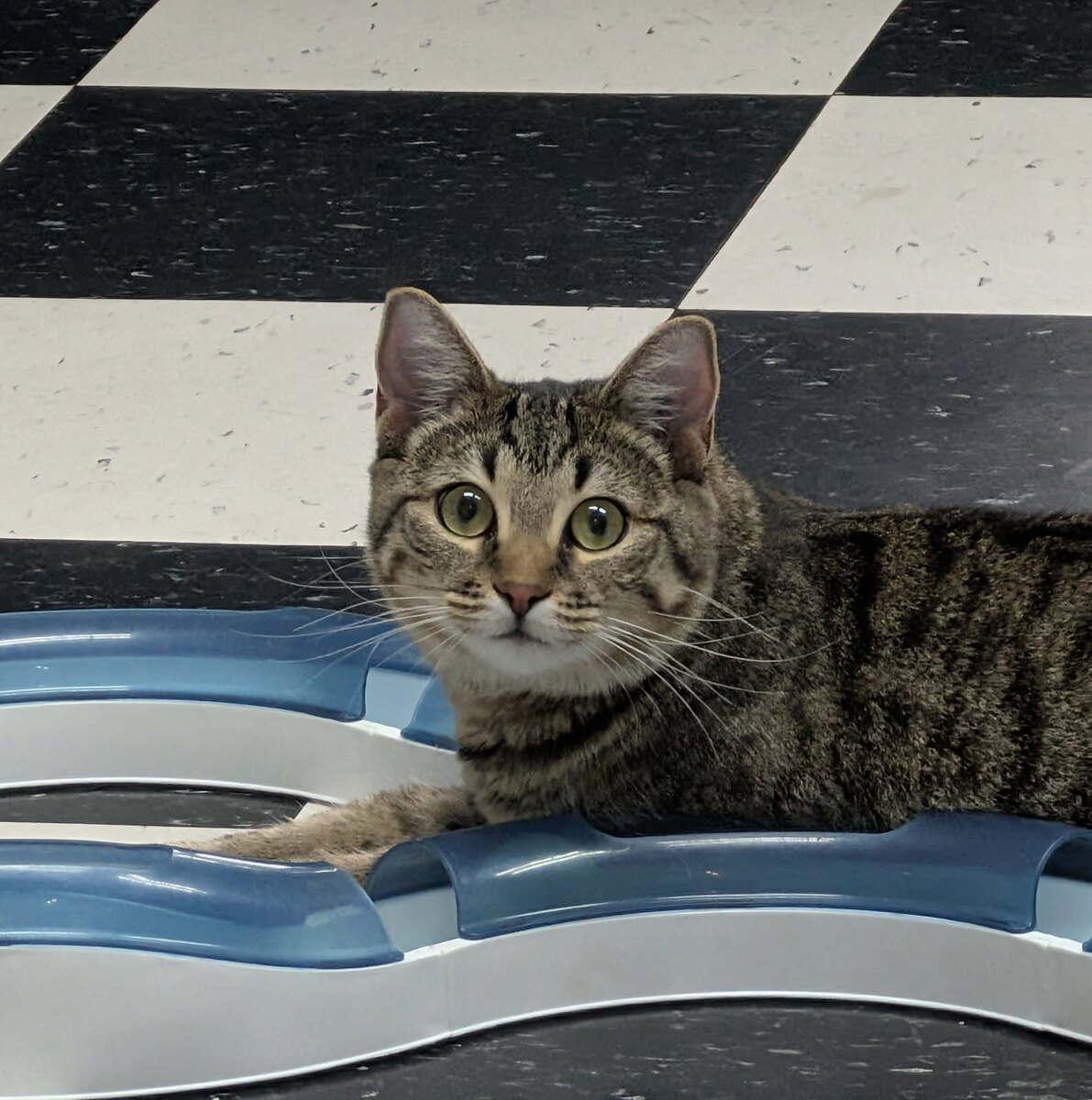 Enlarge Ginger Ale, a ADOPTABLE Domestic Short Hair in wetaskiwin, AB image 1/1