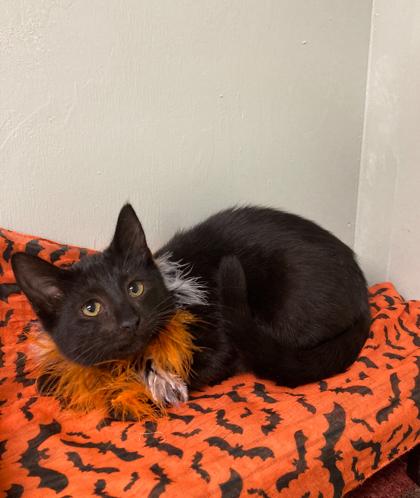 Dusk, Adoptable, Kitten Female Domestic Short Hair & Domestic Short Hair.