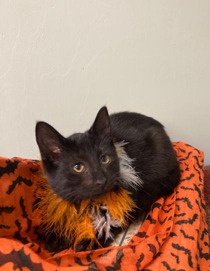 Enlarge Dusk, a Adoptable Domestic Short Hair in Picayune, MS image 2/3