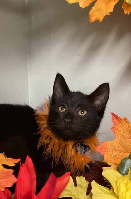 Enlarge Dusk, a Adoptable Domestic Short Hair in Picayune, MS image 3/3