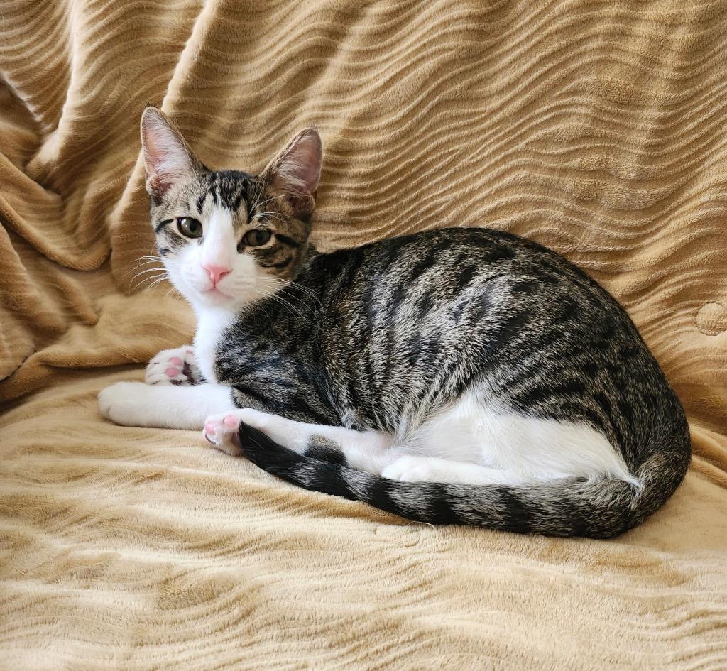 Cooper, Adoptable, Young Male Domestic Short Hair.