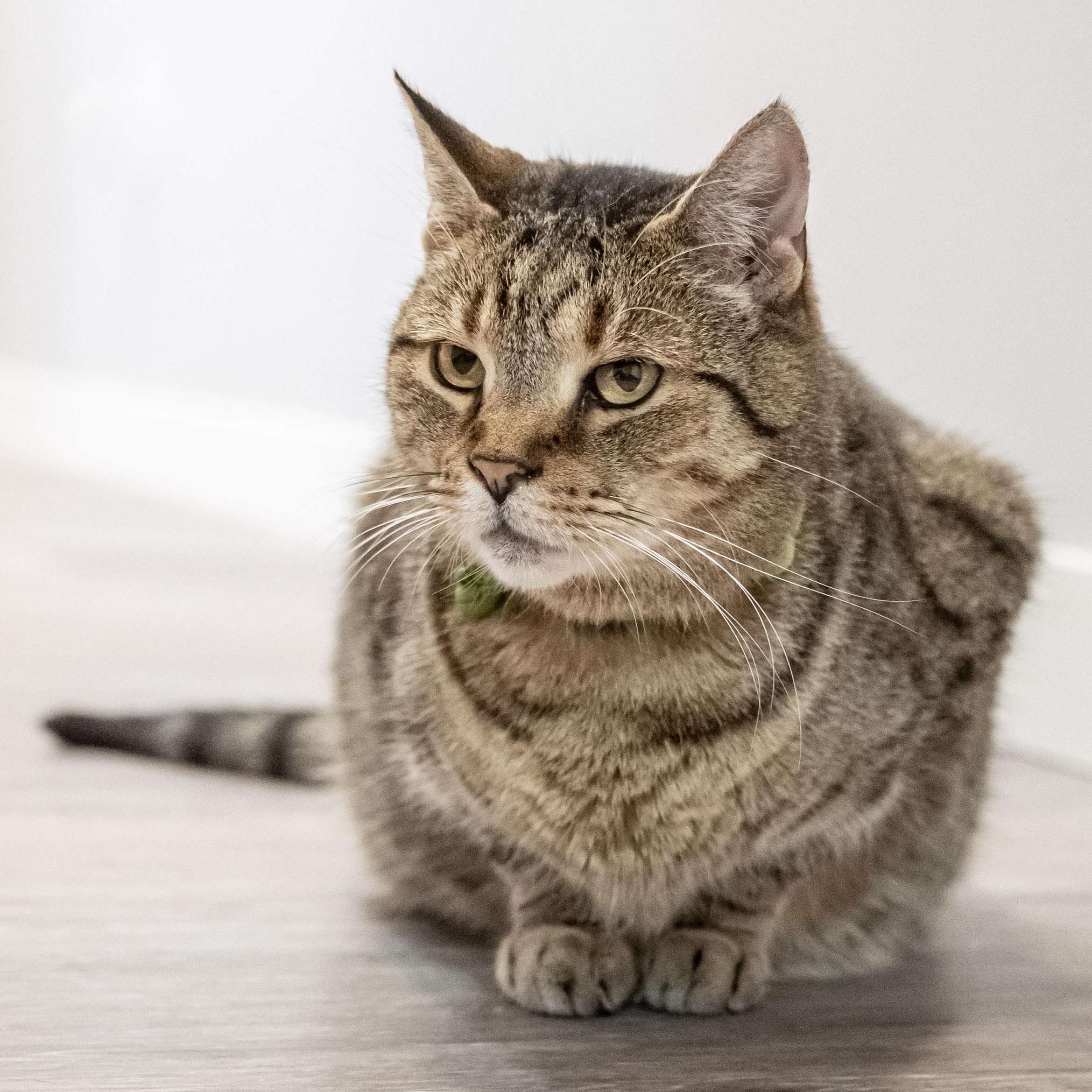 Shrek, Adoptable, Senior Male Domestic Short Hair.