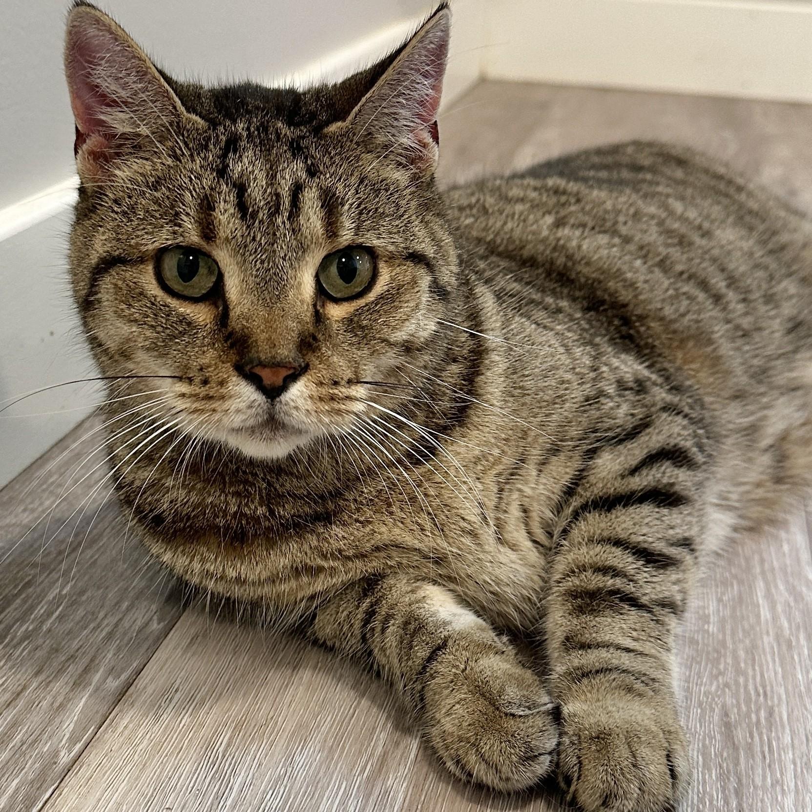 Shrek, Adoptable, Senior Male Domestic Short Hair.