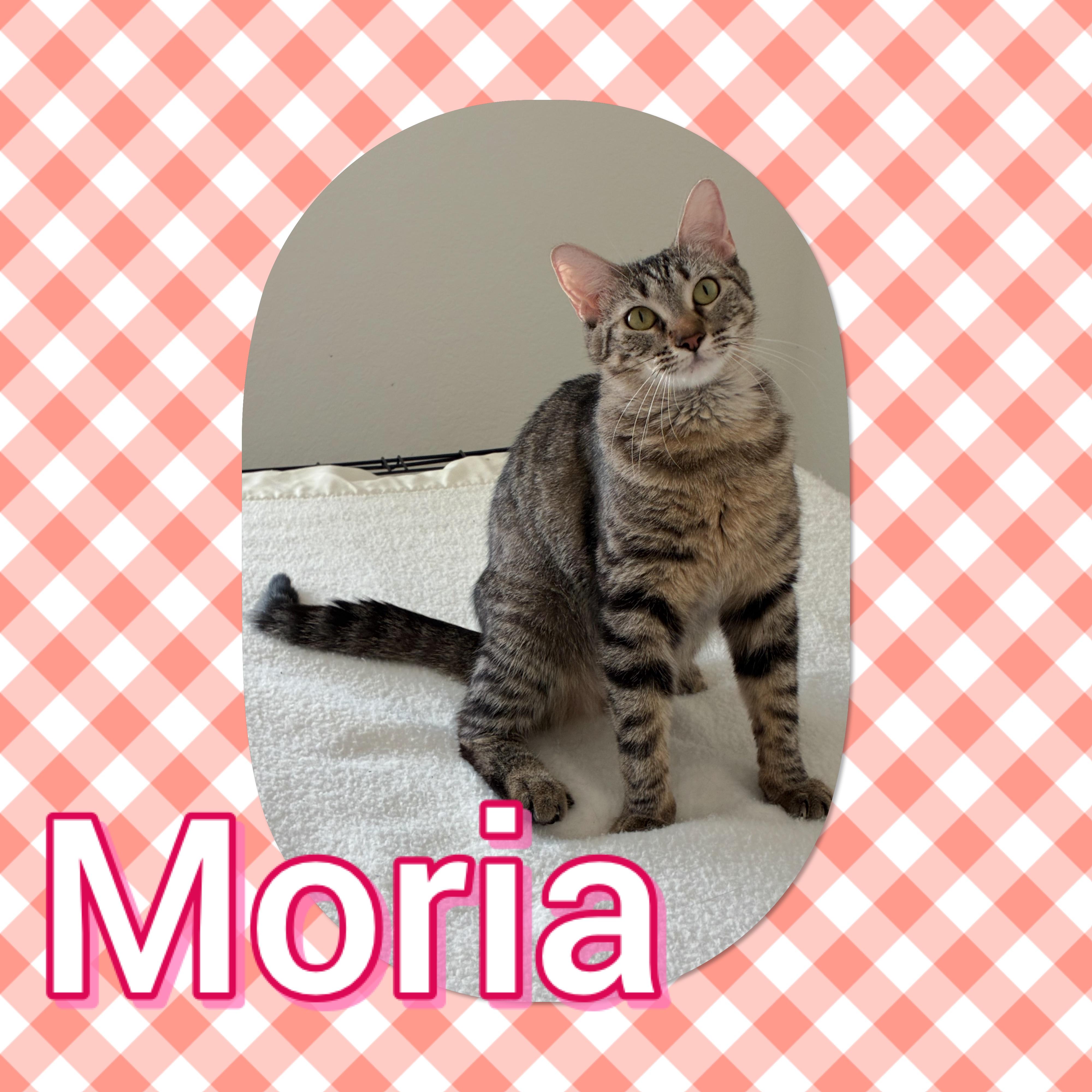 Moria, Adoptable, Young Female Domestic Short Hair.