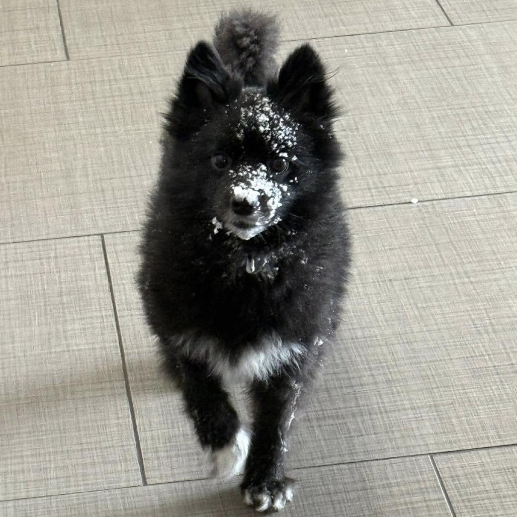 Enlarge Loki, a Adoptable Pomeranian in West Olive, MI image 1/6