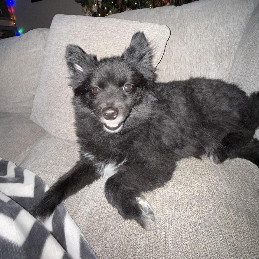 Enlarge Loki, a Adoptable Pomeranian in West Olive, MI image 2/6