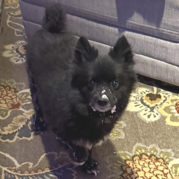 Enlarge Loki, a Adoptable Pomeranian in West Olive, MI image 3/6