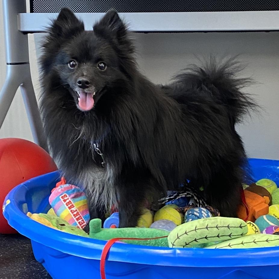 Enlarge Loki, a Adoptable Pomeranian in West Olive, MI image 4/6