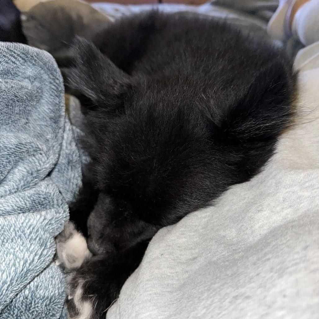 Enlarge Loki, a Adoptable Pomeranian in West Olive, MI image 5/6