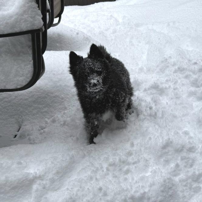Enlarge Loki, a Adoptable Pomeranian in West Olive, MI image 6/6