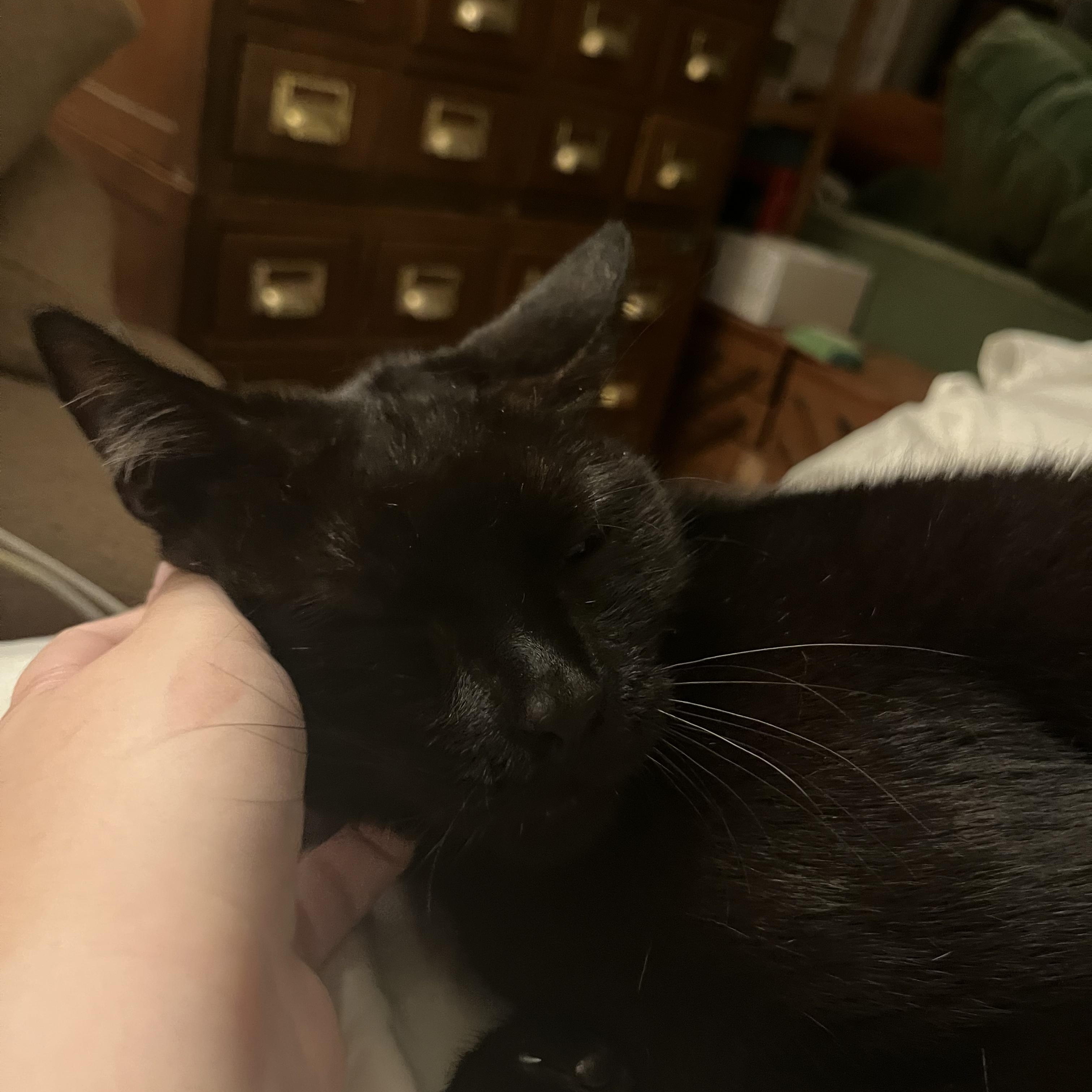 Count Chocula, Adoptable, Adult Male Bombay & Domestic Short Hair.