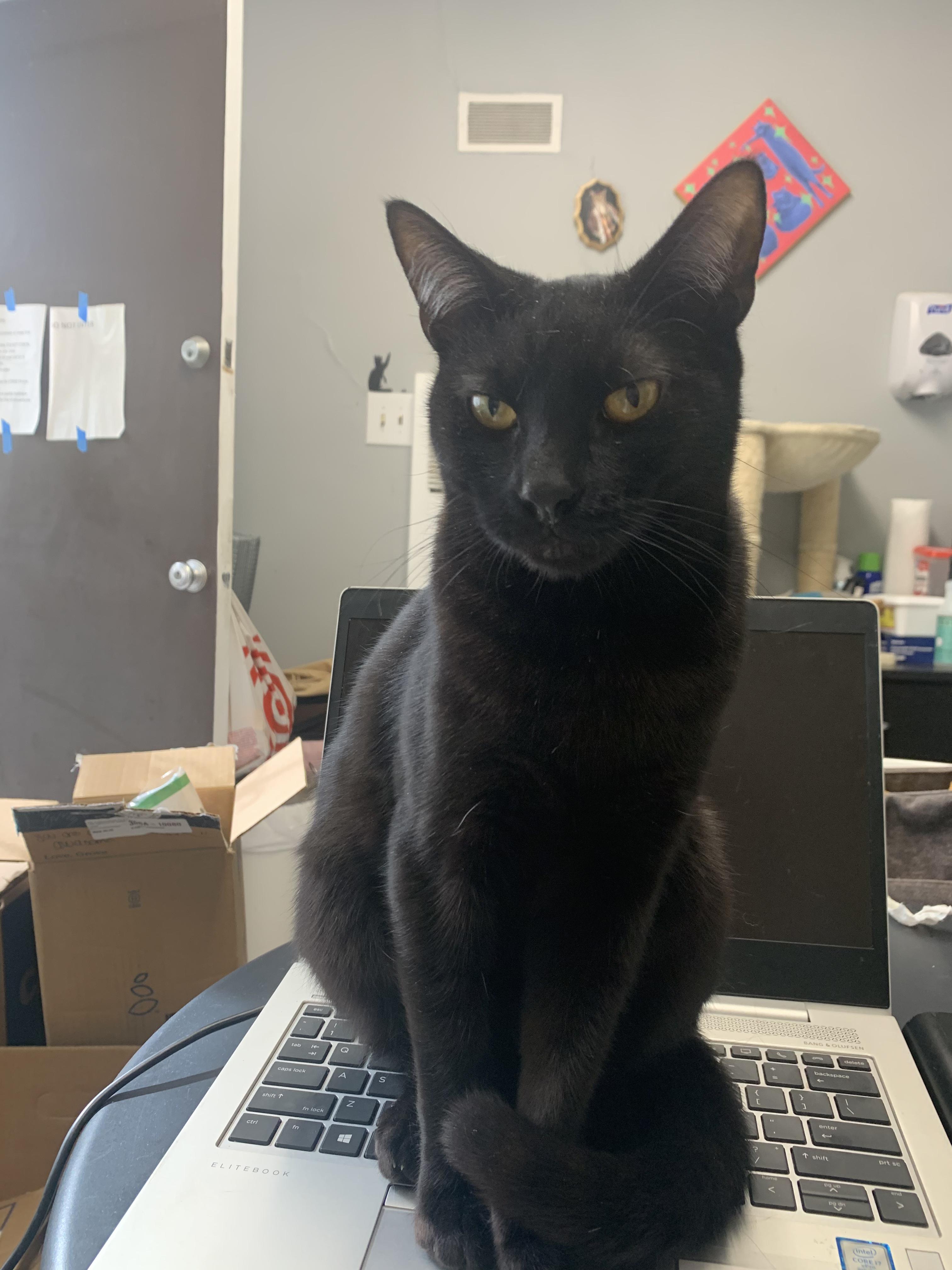 Enlarge Count Chocula, a Adoptable mixed breed in Los Angeles, CA image 2/4