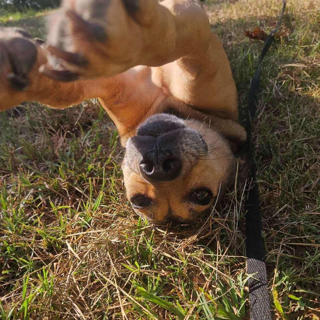 Mary, Adoptable, Adult Female Mixed Breed.